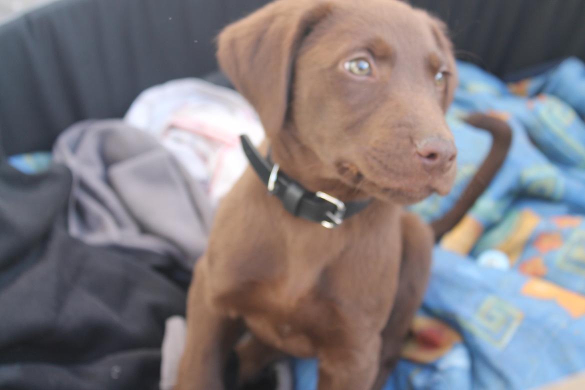 Blanding af racer Balder billede 3