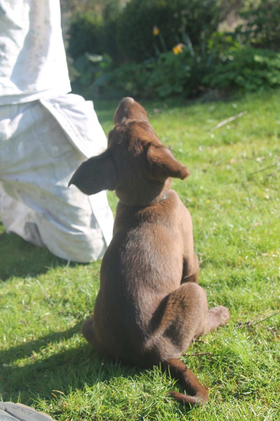 Blanding af racer Balder billede 4