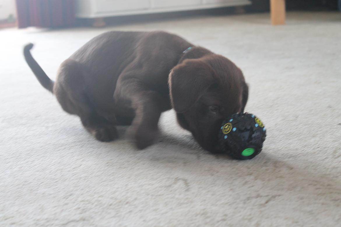 Blanding af racer Balder billede 5