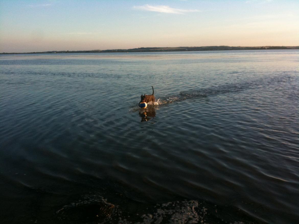 Blanding af racer Balder billede 9