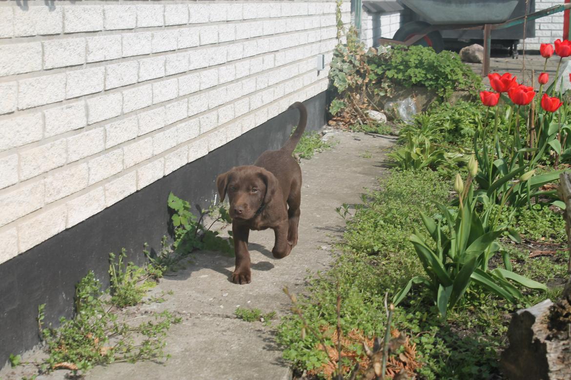 Blanding af racer Balder billede 10