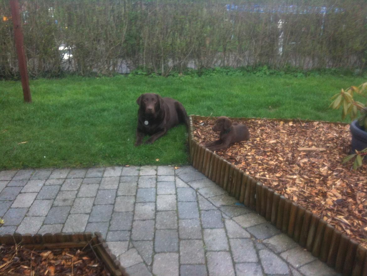 Blanding af racer Balder billede 11