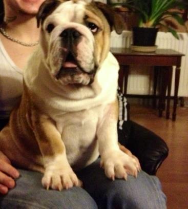 Engelsk bulldog Eddie billede 1