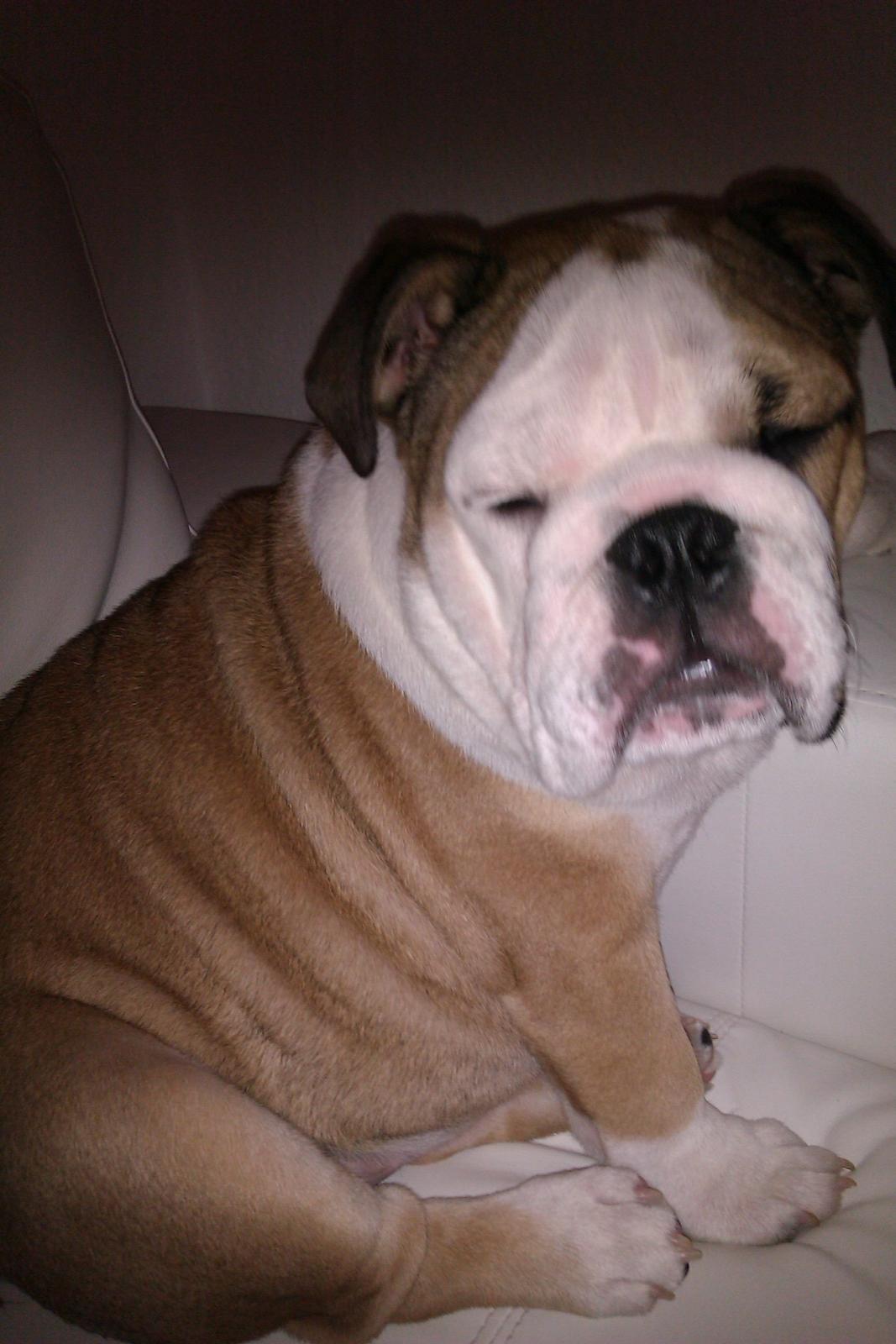 Engelsk bulldog Eddie billede 5