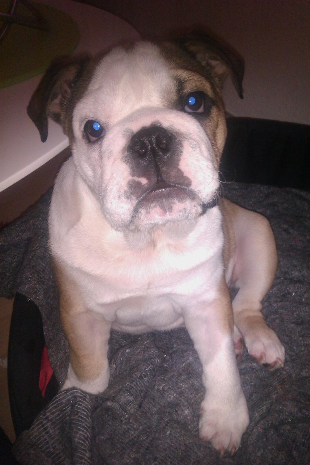 Engelsk bulldog Eddie billede 7