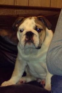 Engelsk bulldog Eddie billede 8