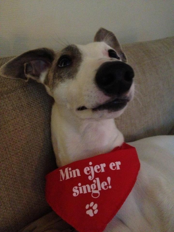 Whippet Liam Emil billede 12