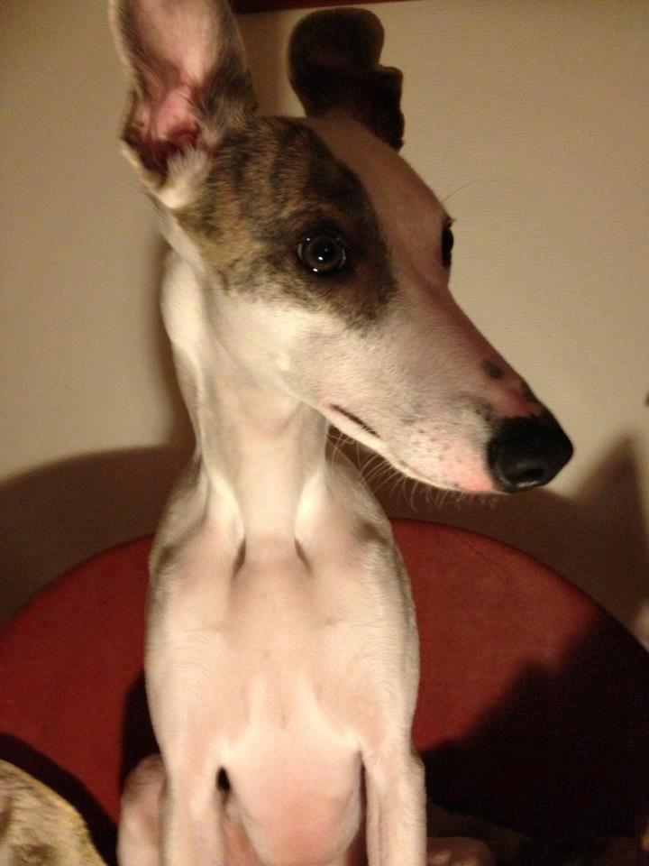 Whippet Liam Emil billede 11