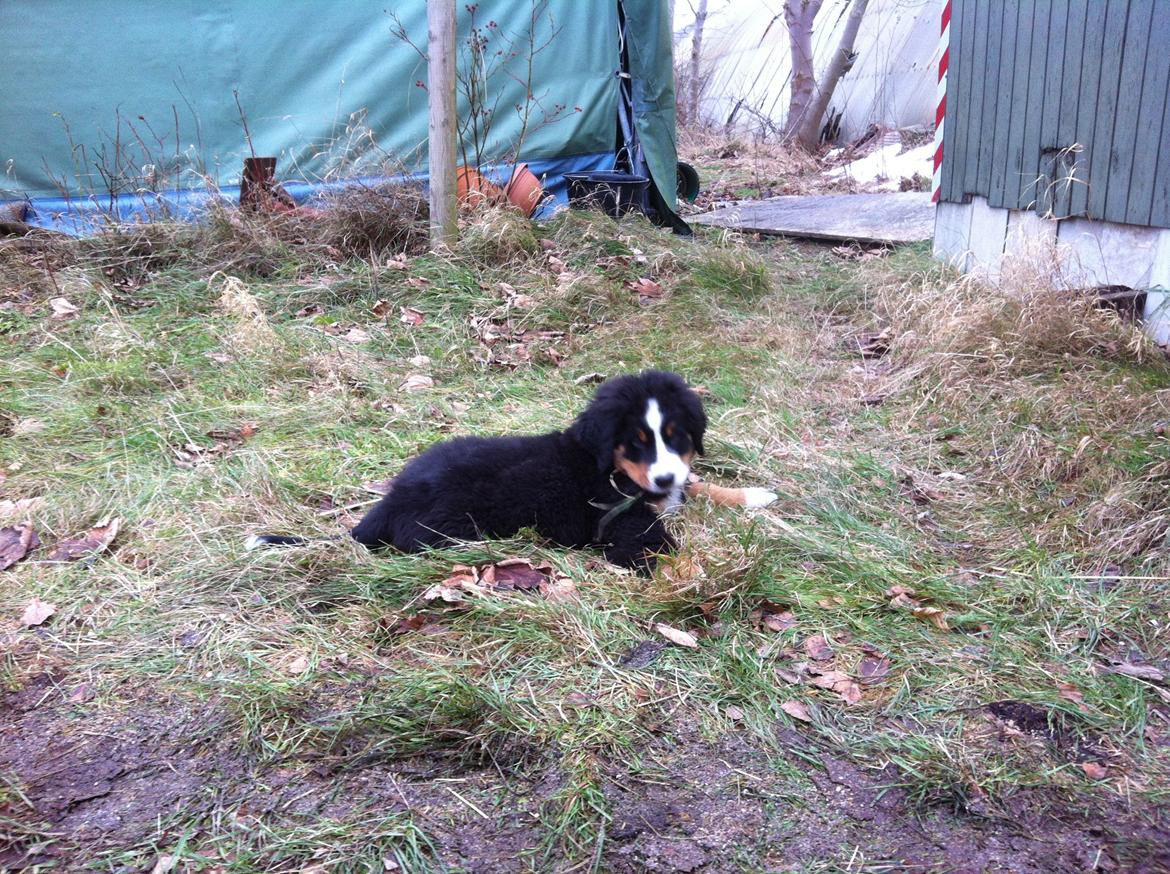 Berner sennenhund Hansennens Raventos - Ligger lige og smager på et græsstrå. billede 9