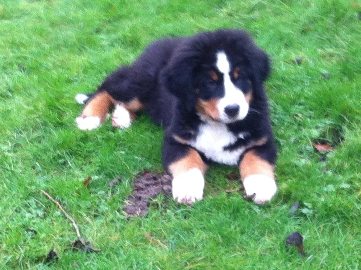 Berner sennenhund Hansennens Raventos - Dejligt at være ude i haven billede 10