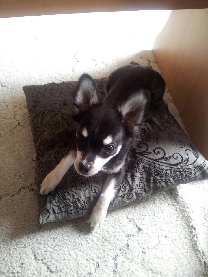 Chihuahua Disko billede 4