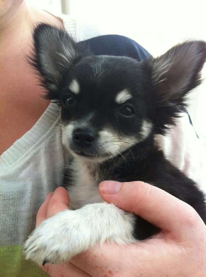 Chihuahua Disko - Baby Disko :-) billede 2