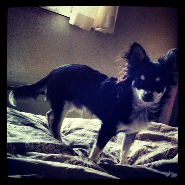 Chihuahua Disko billede 1