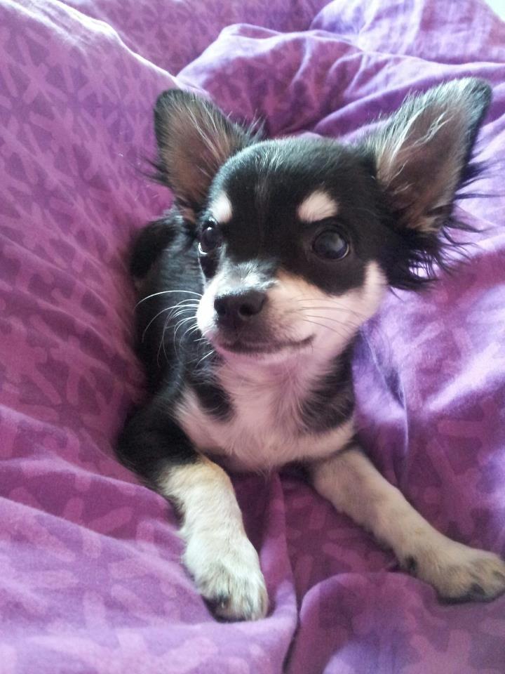 Chihuahua Disko billede 5