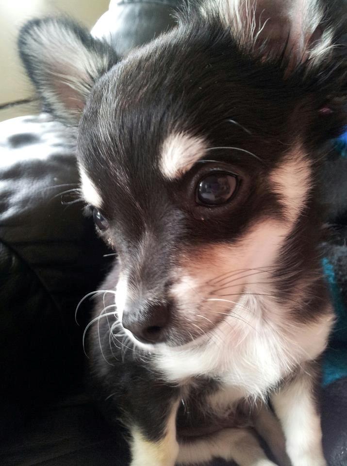 Chihuahua Disko billede 3