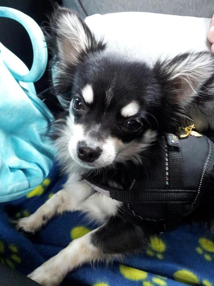 Chihuahua Disko billede 6