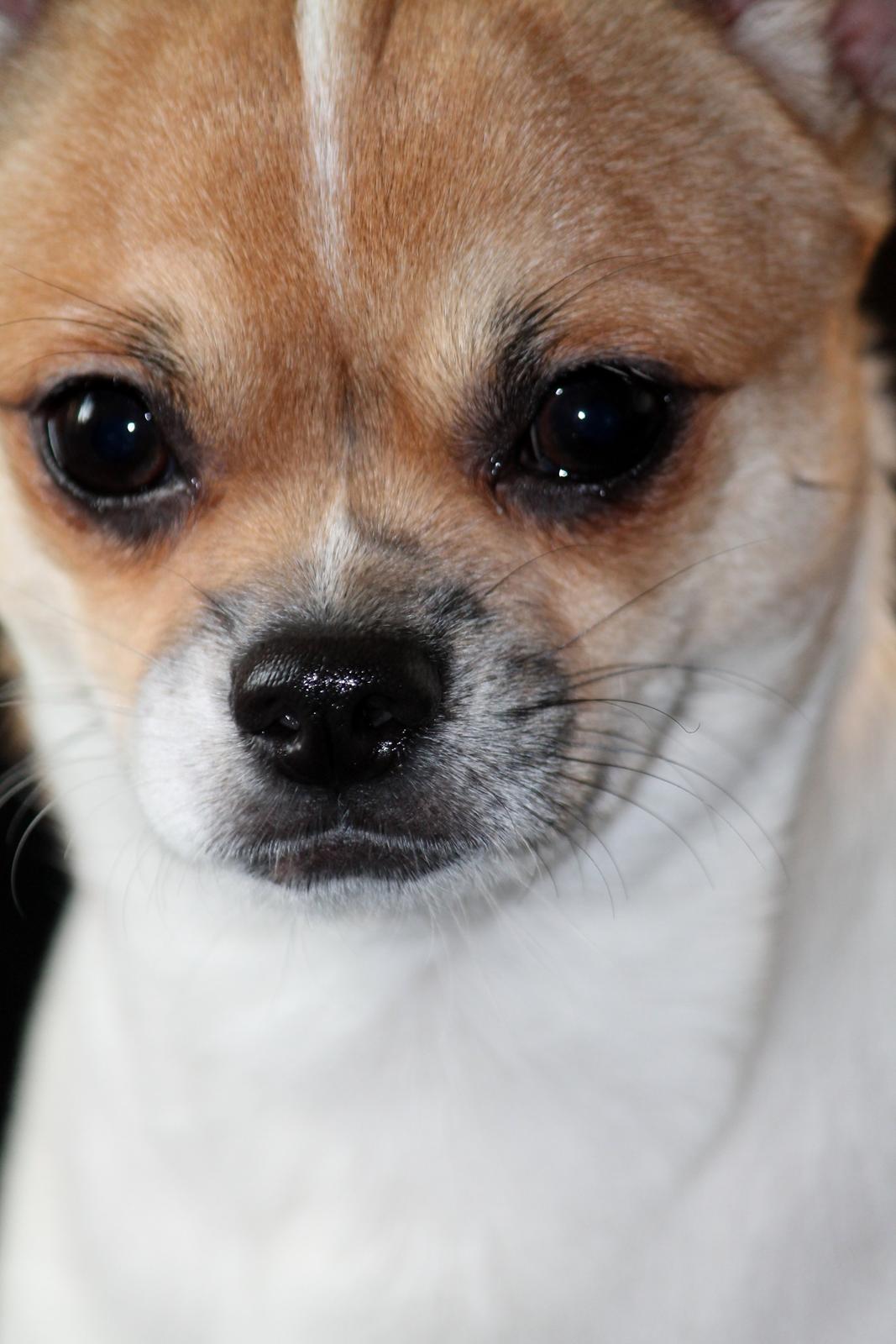 Chihuahua Milo billede 4