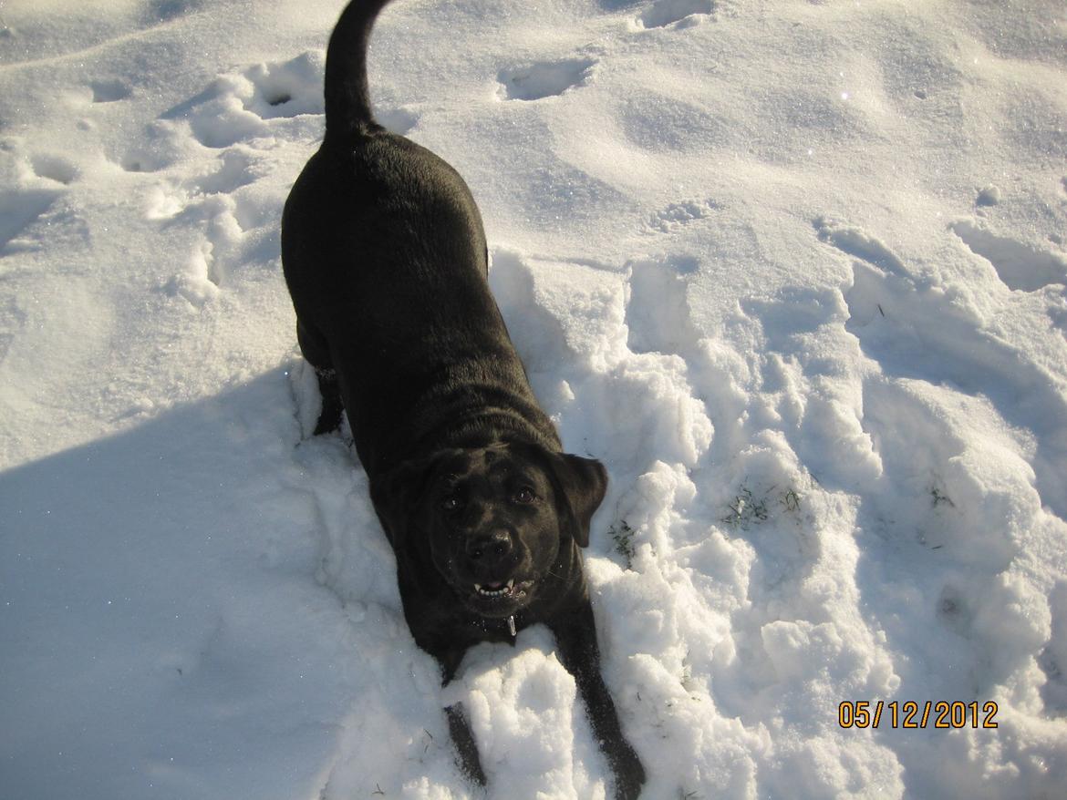 Labrador retriever Matti billede 2