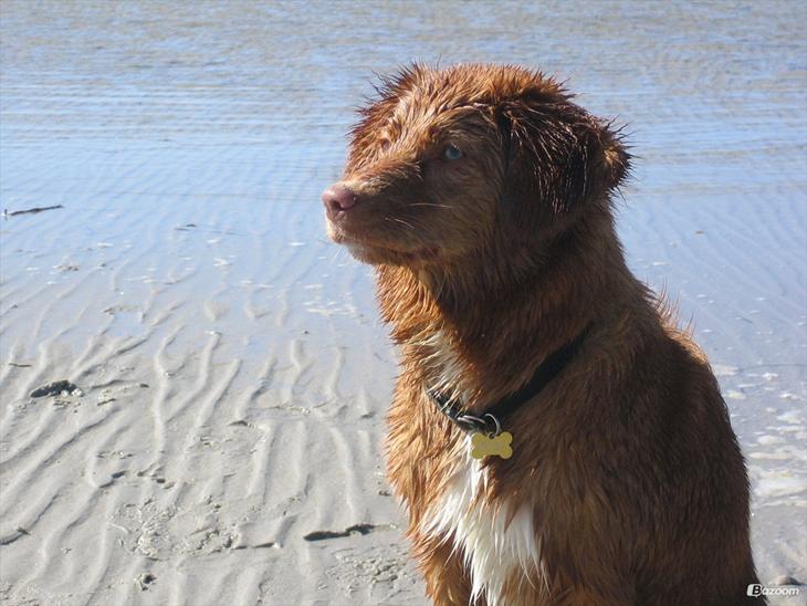 Nova scotia duck tolling retriever Malou - Hej og velkommen til Malous profil billede 1