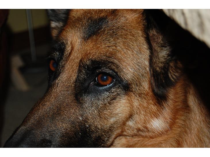 Schæferhund Team Paka´s First Fancy - Øjne siger alt... billede 1