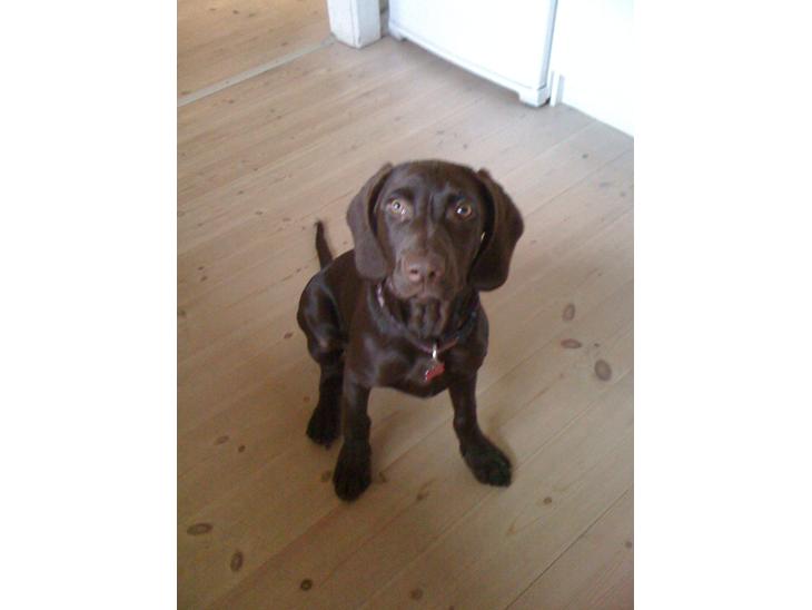 Blanding af racer Malou billede 1