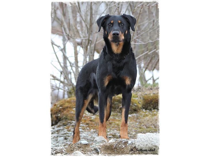 Beauceron Satchmo`s Yappi billede 1