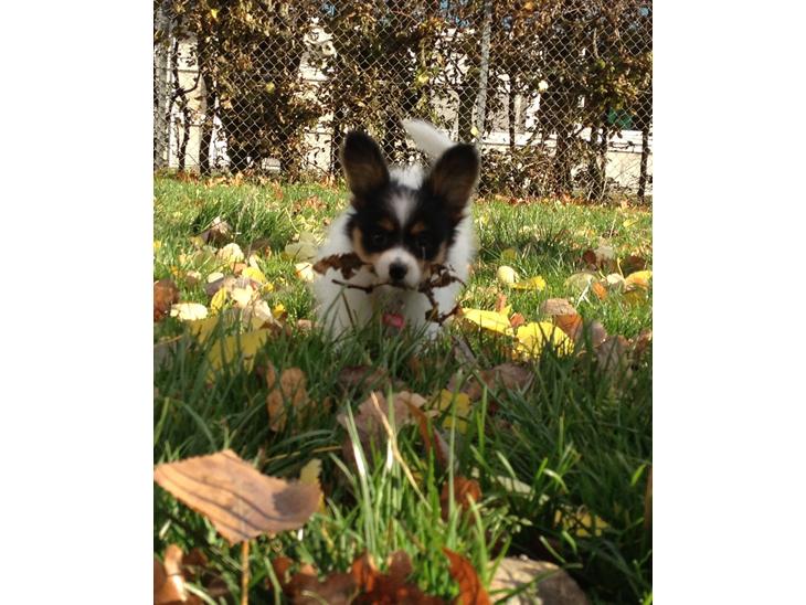 {{currentPhoto.altText}} billede {{currentPhoto.number}}