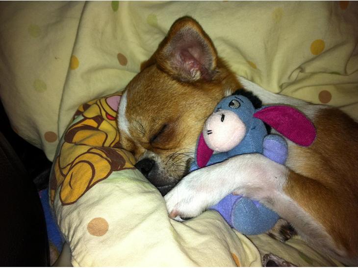 Chihuahua Mr. Piggy R.I.P - Hygge med bamse :-) billede 1