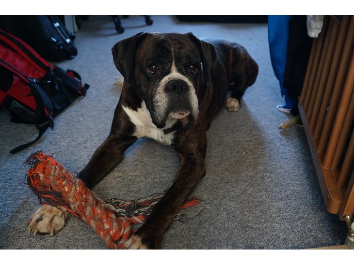 Boxer Rysse (Ikke mere min) billede 1