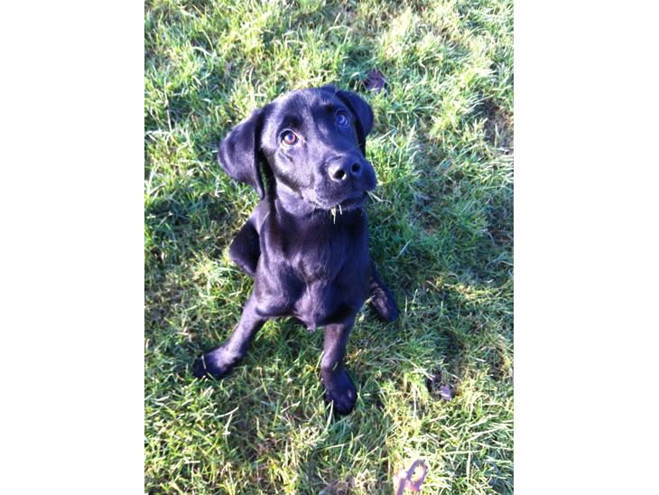 Labrador retriever Paw billede 1