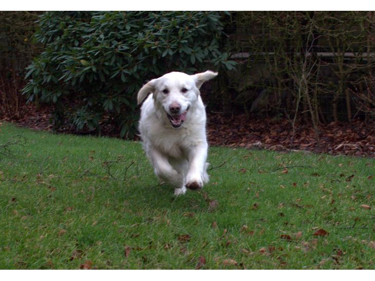 Golden retriever Thea - Glad hund, i fuld fart billede 1