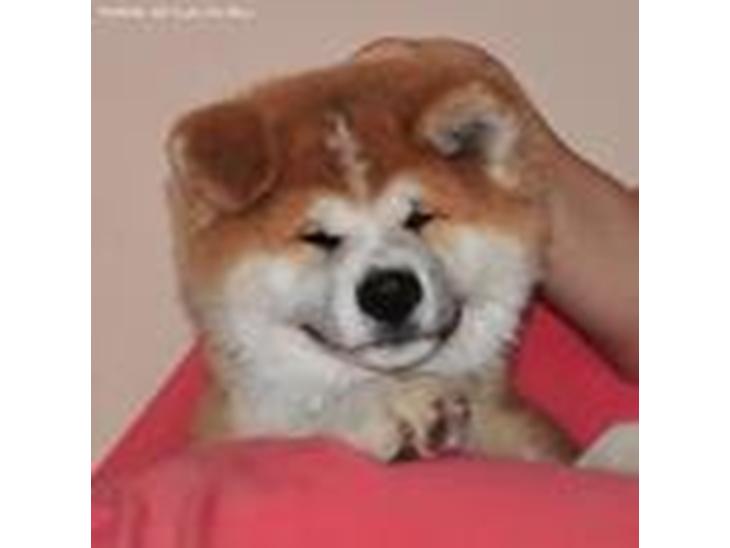 Akita inu Harou Go - Harou Go billede 1