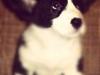 Welsh corgi cardigan lincoln