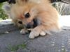 Pomeranian Rositta