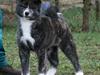 Akita inu Haku go