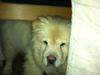 Chow chow Nala