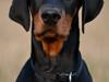 Dobermann Proud Danish Eye Of Casanova