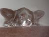 Blanding af racer Keld chihuahua/papillon [ Himmelhund]