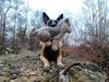 Malinois Jenos Mulle [ Himmelhund]