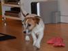 Jack russell terrier dixie