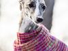 Whippet Benjamin