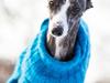 Whippet Anastasia