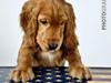 Cocker spaniel Kaylee