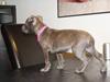 Staffordshire bull terrier Beatrice Blue Star
