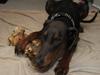 Dobermann Goofy [ Himmelhund]