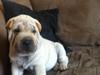 Shar pei Chanel