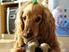 Cocker spaniel Wilma I: