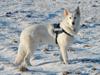 Hvid Schweizisk Hyrdehund Britaje Albert Einstein