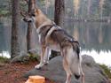 Tjekkoslovakisk ulvehund Kazan