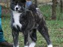 Akita inu Haku go